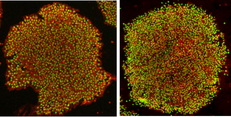 RPChiPSSK009 Cells were cultured in NutriStem hPSC XF Medium on iMatrix-511 and stained for Oct-4 (left) or Nanog (Right) and DAPI.-1